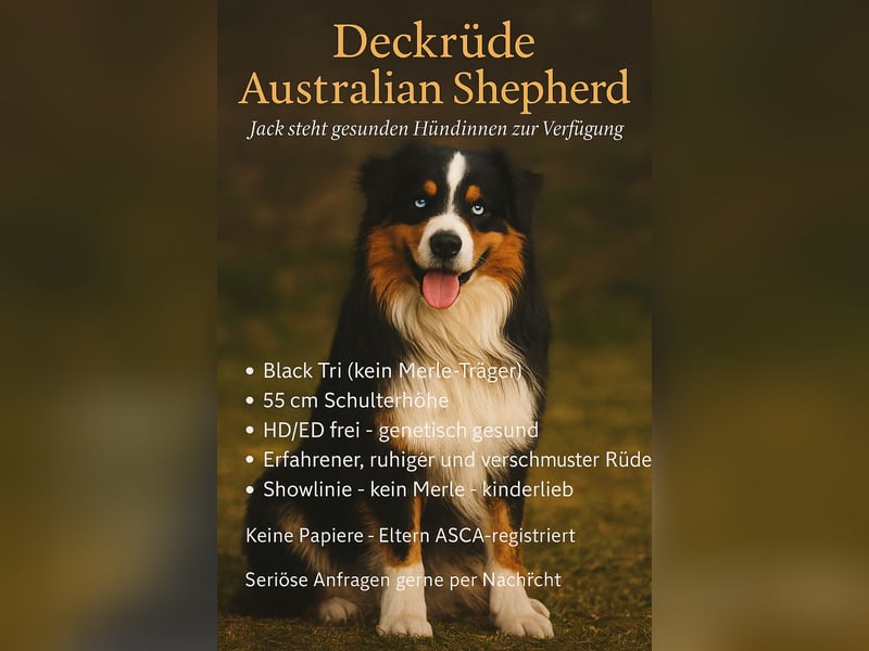 Deckrüde Australian Shepherd
