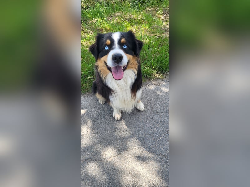 Australian shepherd deckrüde