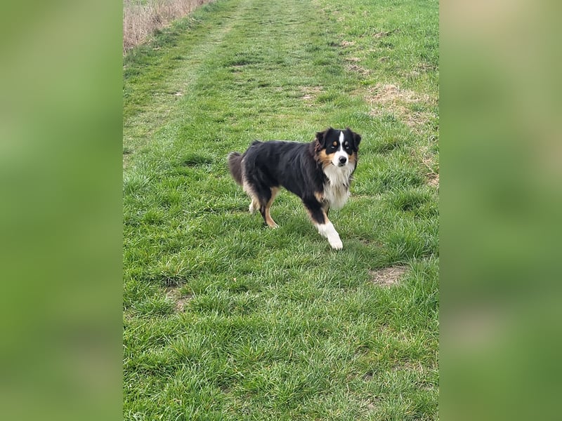 Australian shepherd deckrüde