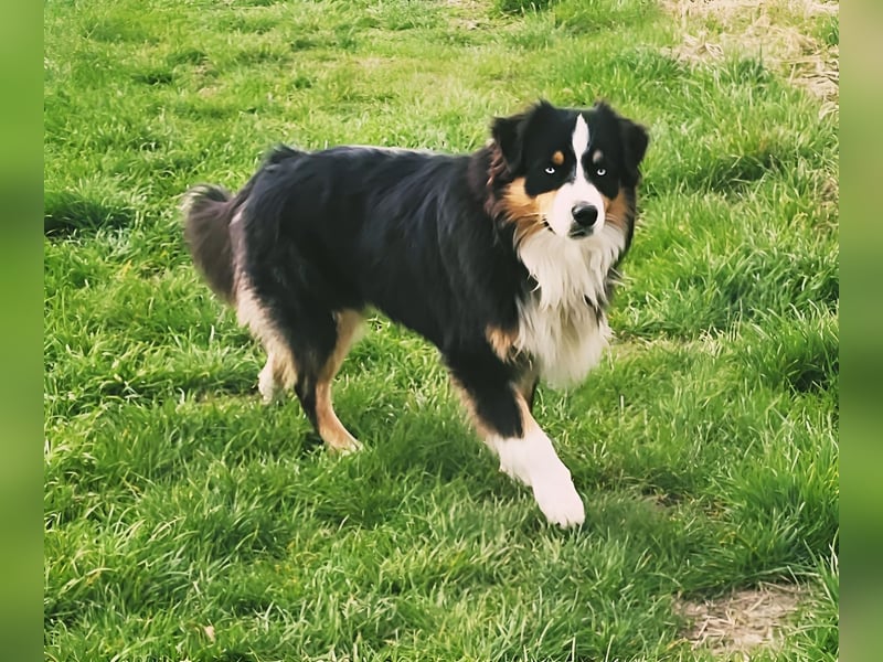 Deckrüde Australian Shepherd