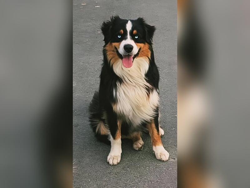 Deckrüde Australian Shepherd