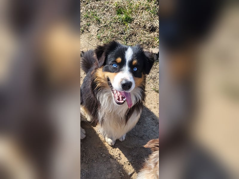 Australian shepherd deckrüde