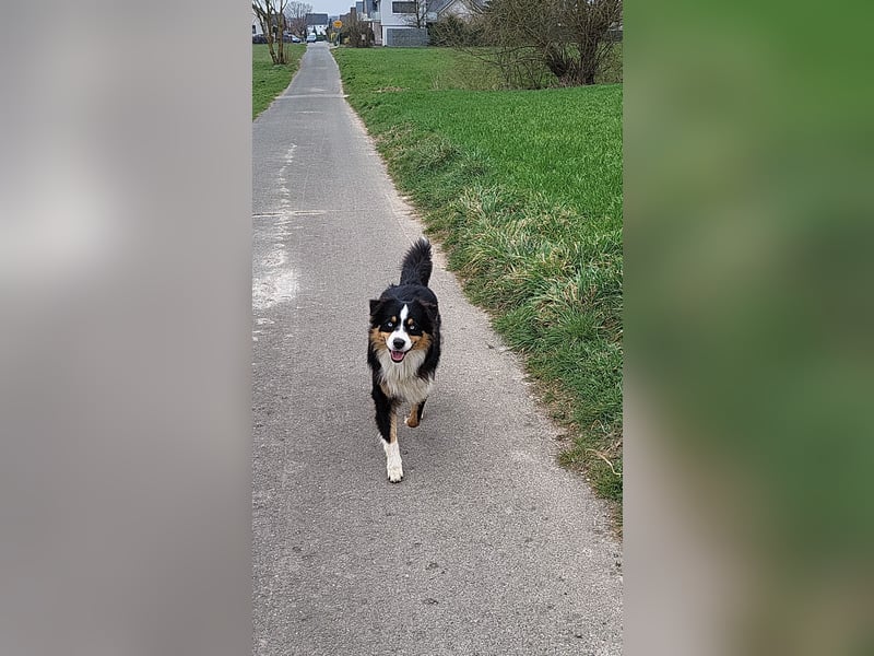 Australian shepherd deckrüde