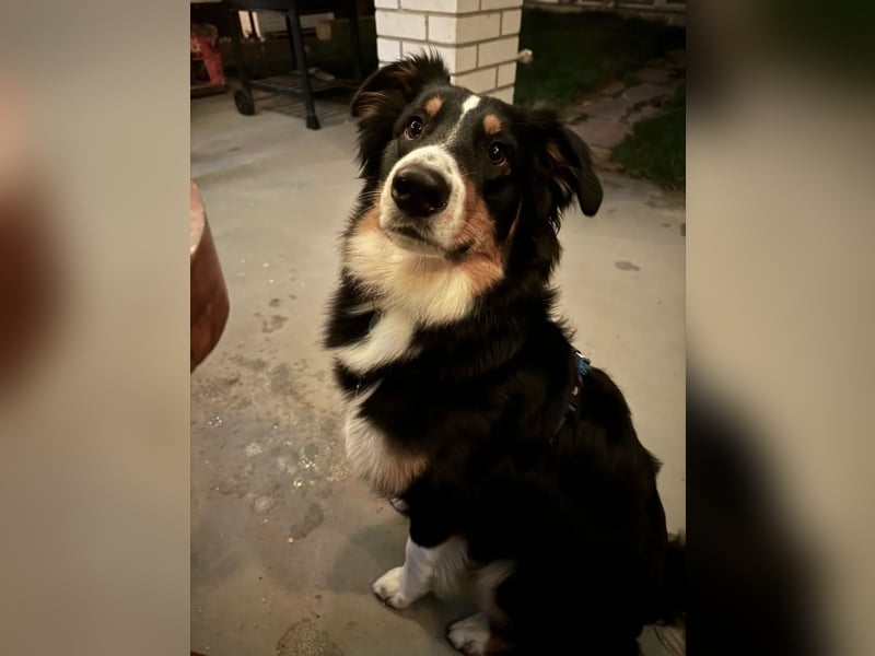Deckrüden Australian Shepherd