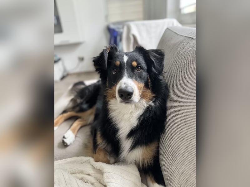 Deckrüden Australian Shepherd