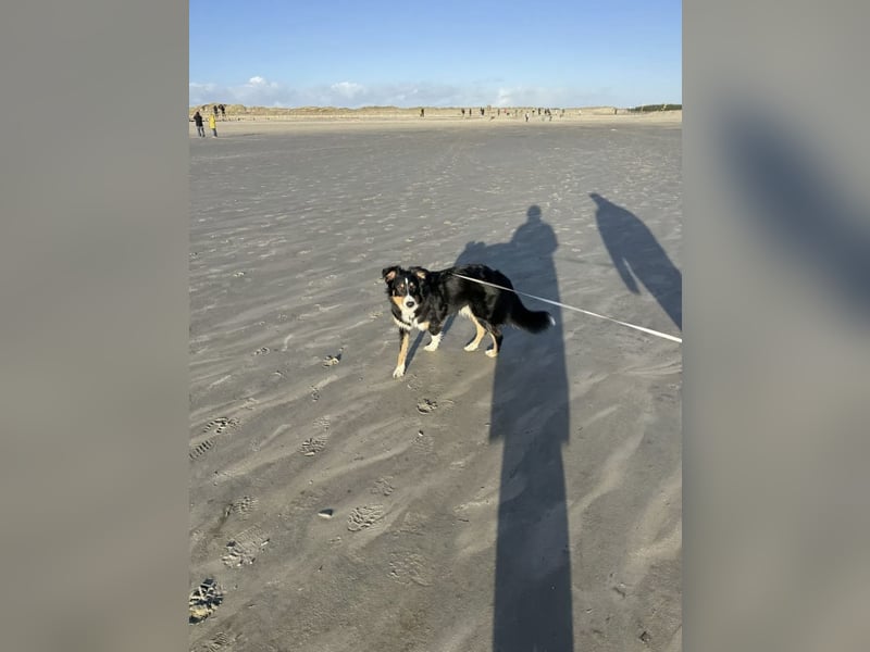 Deckrüden Australian Shepherd