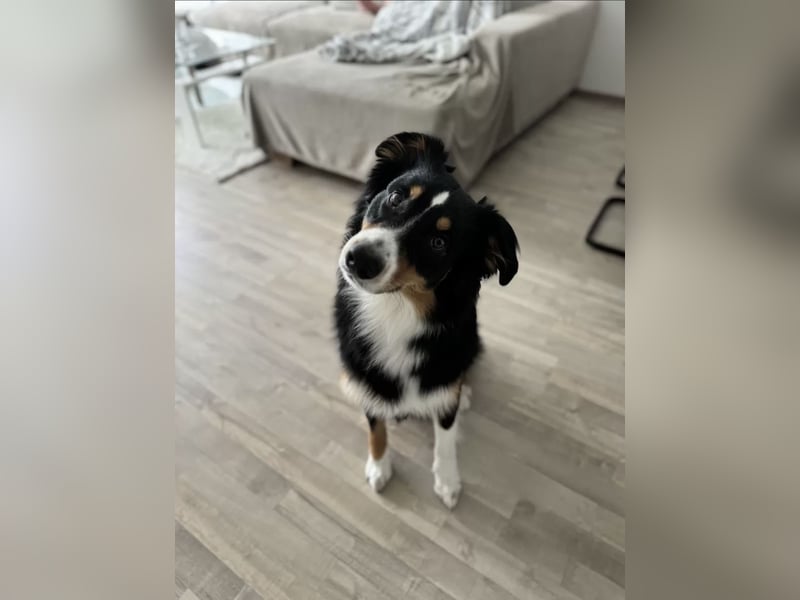 Deckrüden Australian Shepherd
