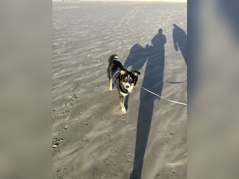 Deckrüden Australian Shepherd