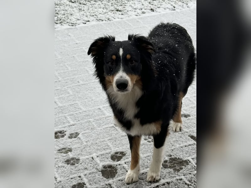 Deckrüden Australian Shepherd