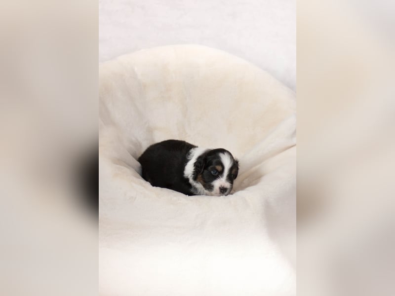 Australian Shepherd Welpe sucht neue Herausforderung!