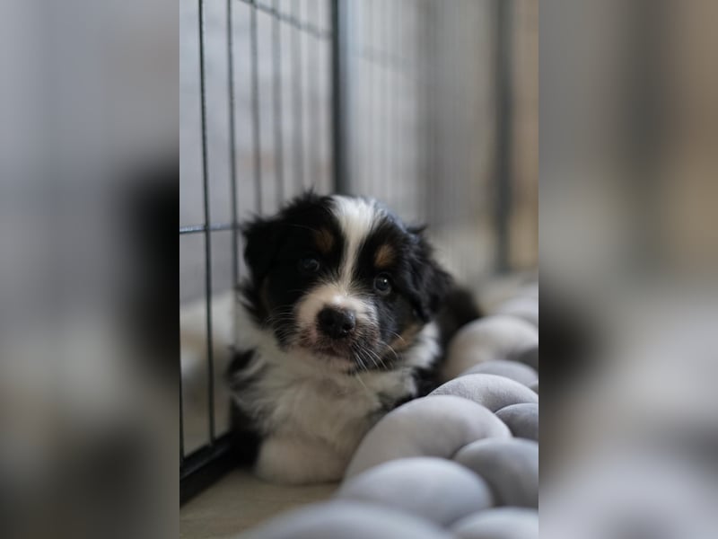 Australian Shepherd Welpe sucht neue Herausforderung!