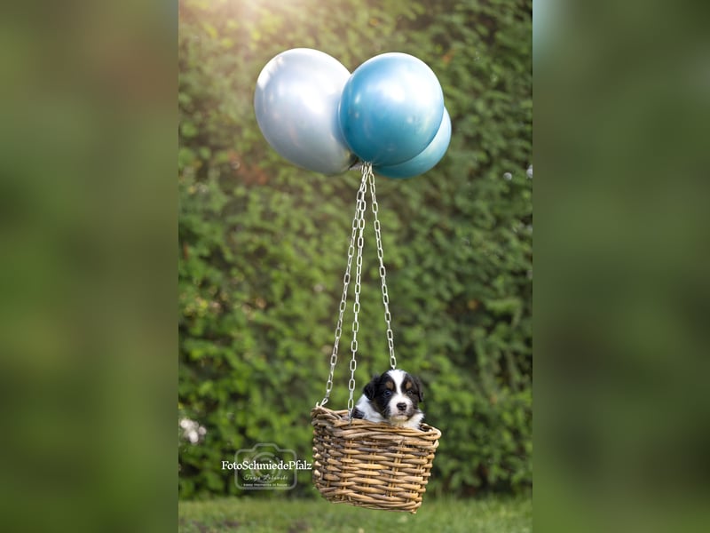 Australian Shepherd Welpe sucht neue Herausforderung!