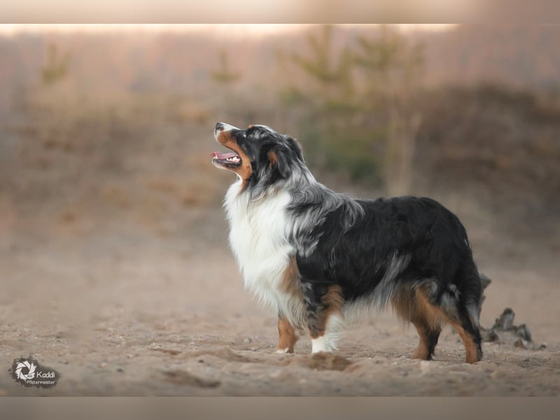 Australian Shepherd Welpe sucht neue Herausforderung!