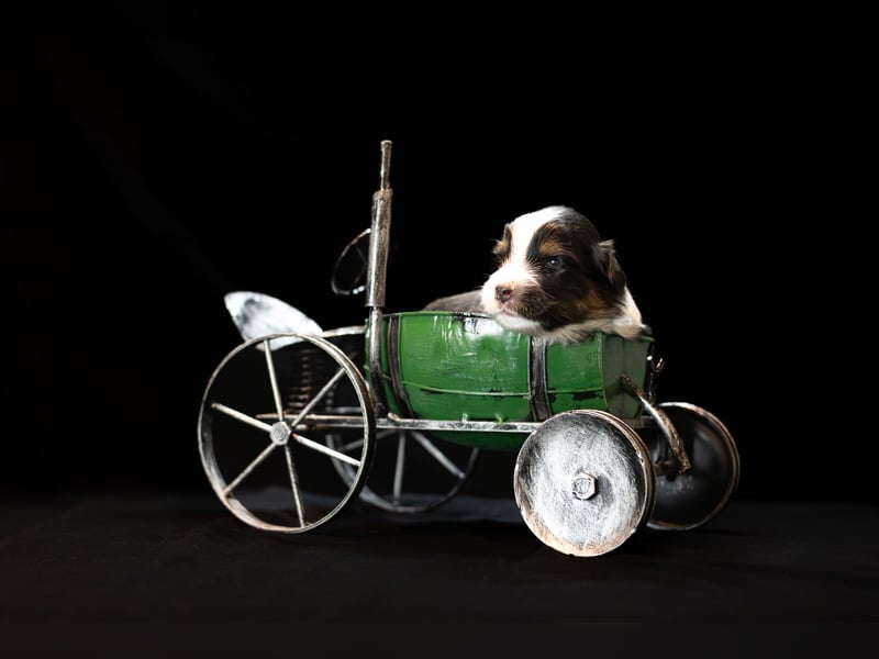 Australian Shepherd Welpe sucht neue Herausforderung!