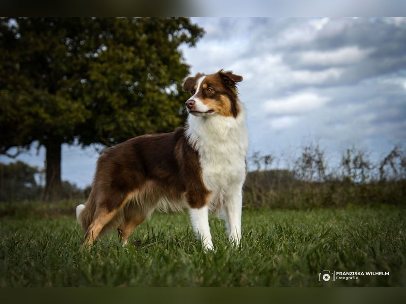 Australian Shepherd Welpe sucht neue Herausforderung!