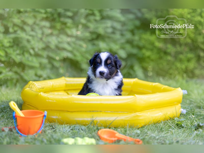 Australian Shepherd Welpe sucht neue Herausforderung!