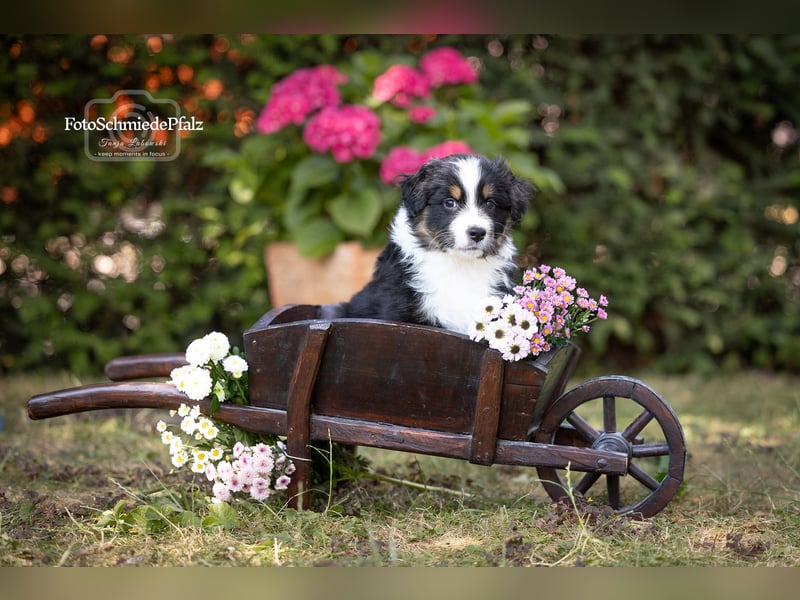 Australian Shepherd Welpe sucht neue Herausforderung!