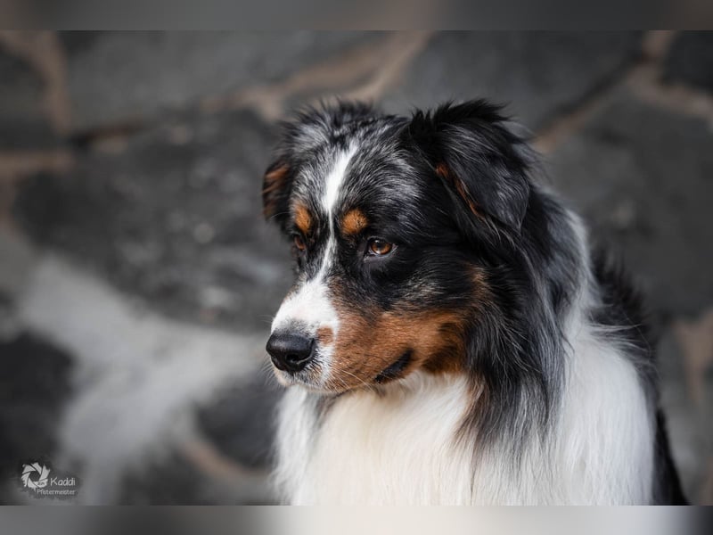 Australian Shepherd Welpe sucht neue Herausforderung!