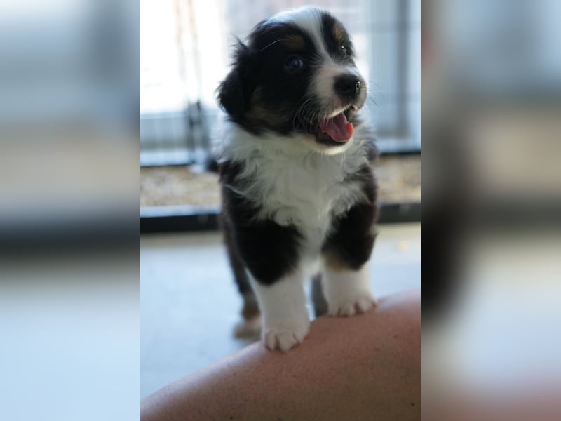 Australian Shepherd Welpe sucht neue Herausforderung!