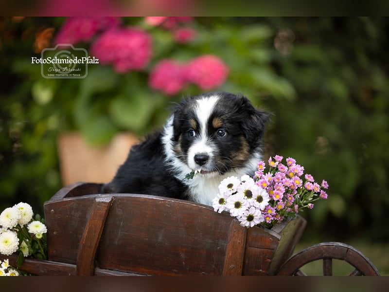 Australian Shepherd Welpe sucht neue Herausforderung!
