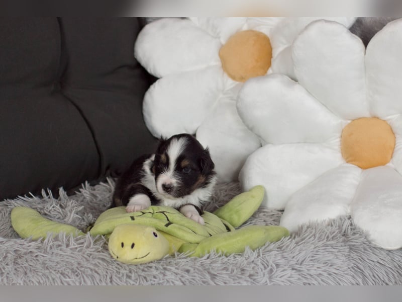 Australian Shepherd Welpe sucht neue Herausforderung!
