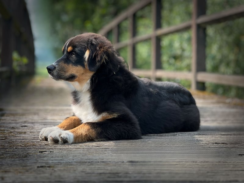 Bezaubernde Australian Shepherd Welpen