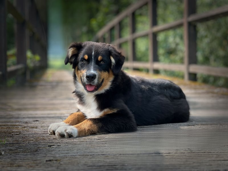 Bezaubernde Australian Shepherd Welpen