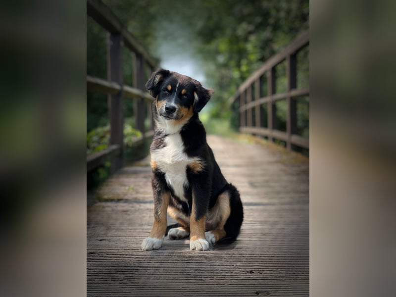 Bezaubernde Australian Shepherd Welpen
