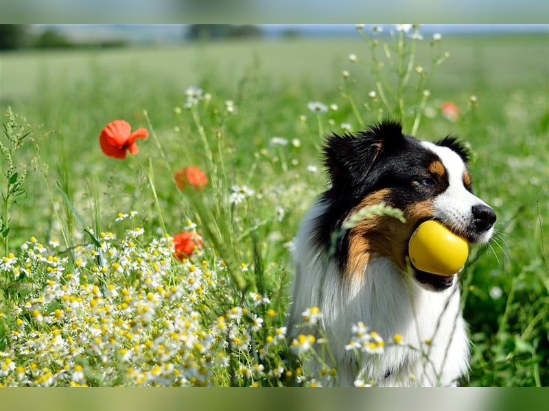 Australian Shepherd Deckrüde