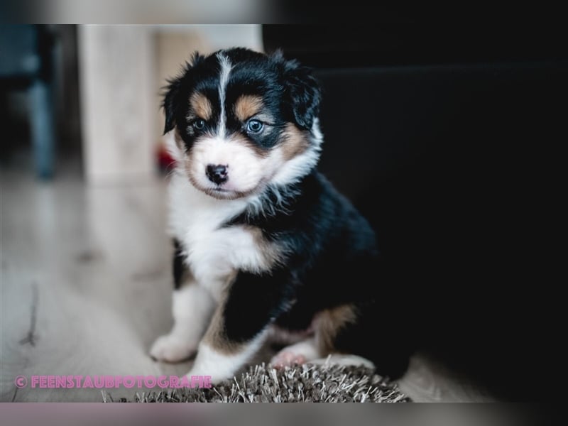 Australian Shepherd Deckrüde