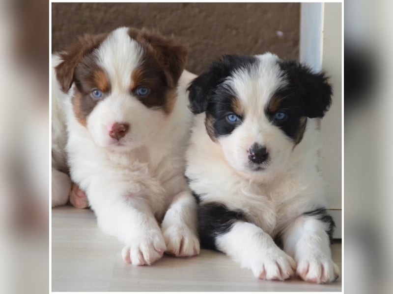 Australian Shepherd Deckrüde