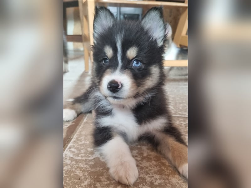 Australian Shepherd Deckrüde