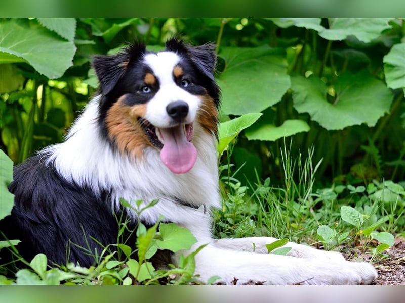 Australian Shepherd Deckrüde