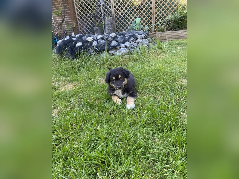 Dieser süße Australian Shepherd Rudel