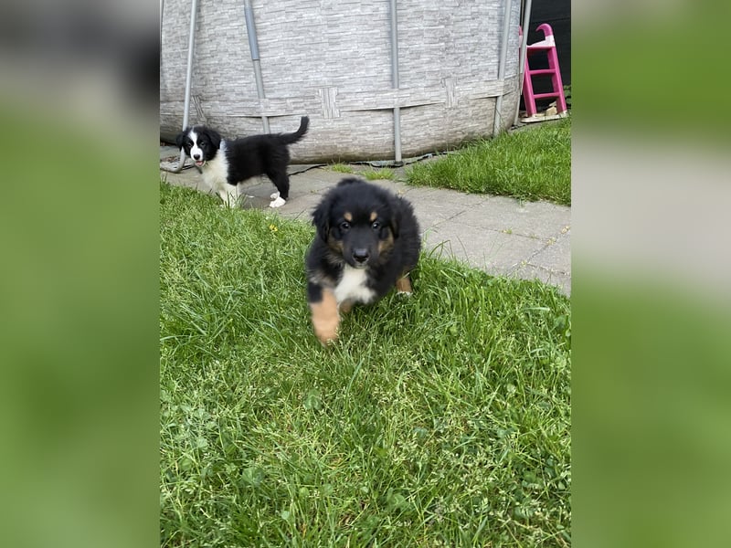 Dieser süße Australian Shepherd Junge
