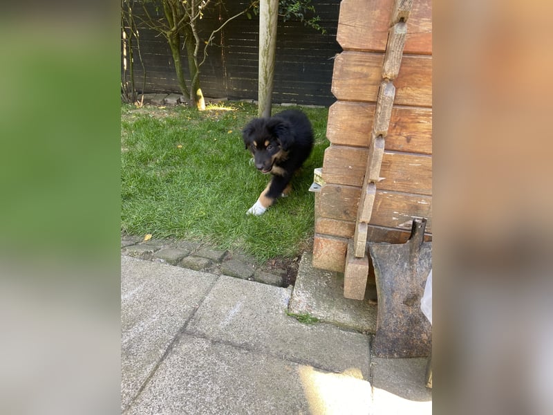 Dieser süße Australian Shepherd Rudel