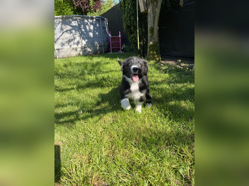 Dieser süße Australian Shepherd Rudel