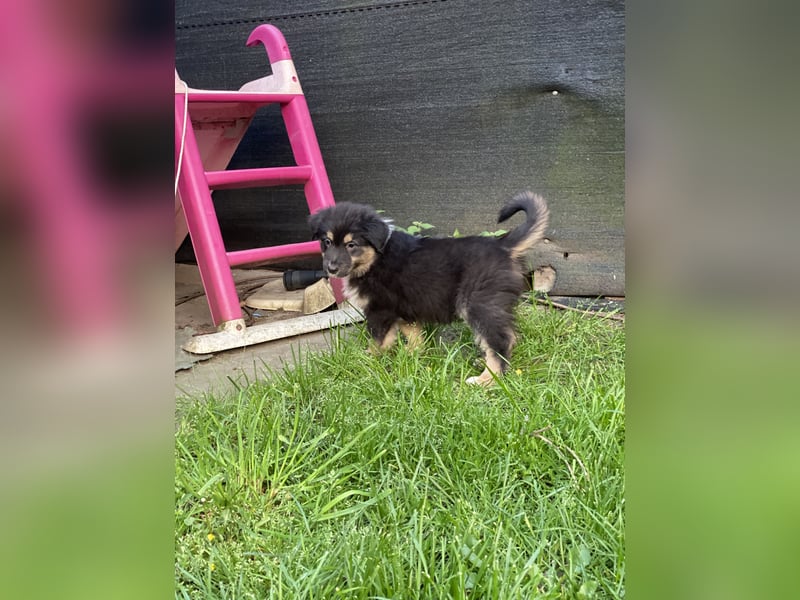 Dieser süße Australian Shepherd Junge