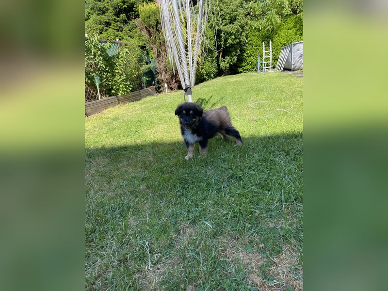 Dieser süße Australian Shepherd Rudel