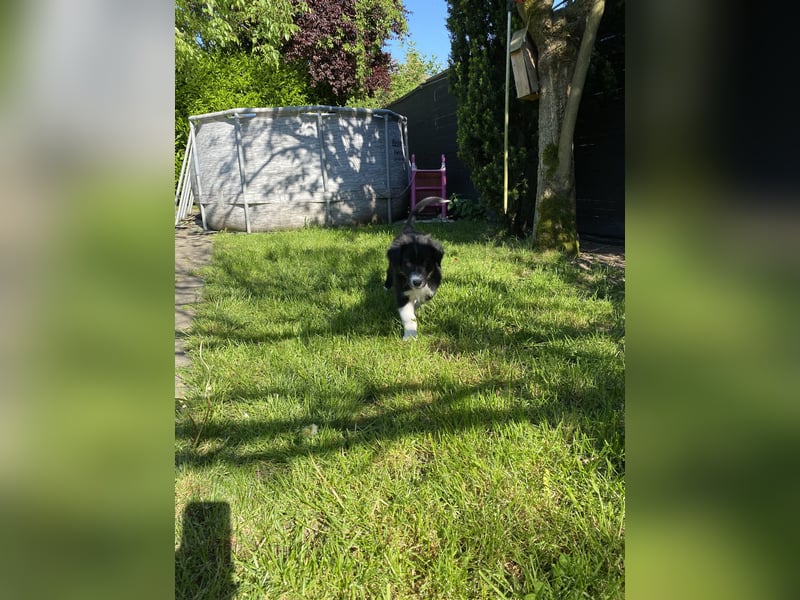 Dieser süße Australian Shepherd Rudel