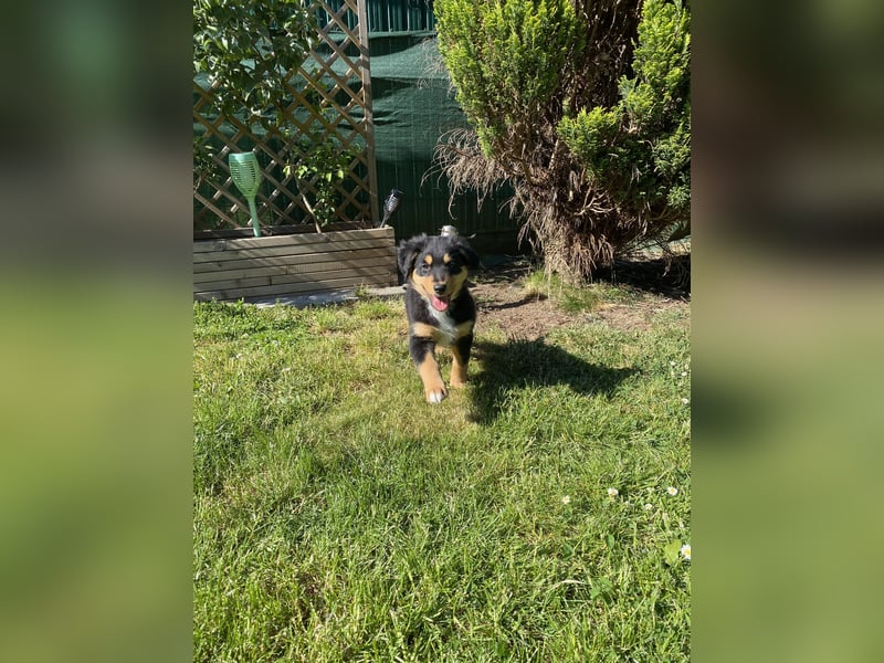 Dieser süße Australian Shepherd Rudel