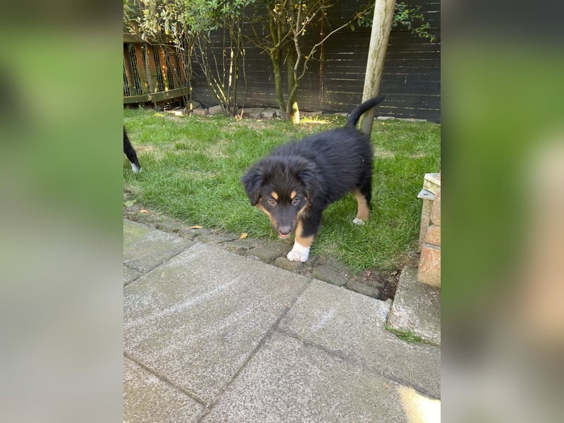 Dieser süße Australian Shepherd Rudel