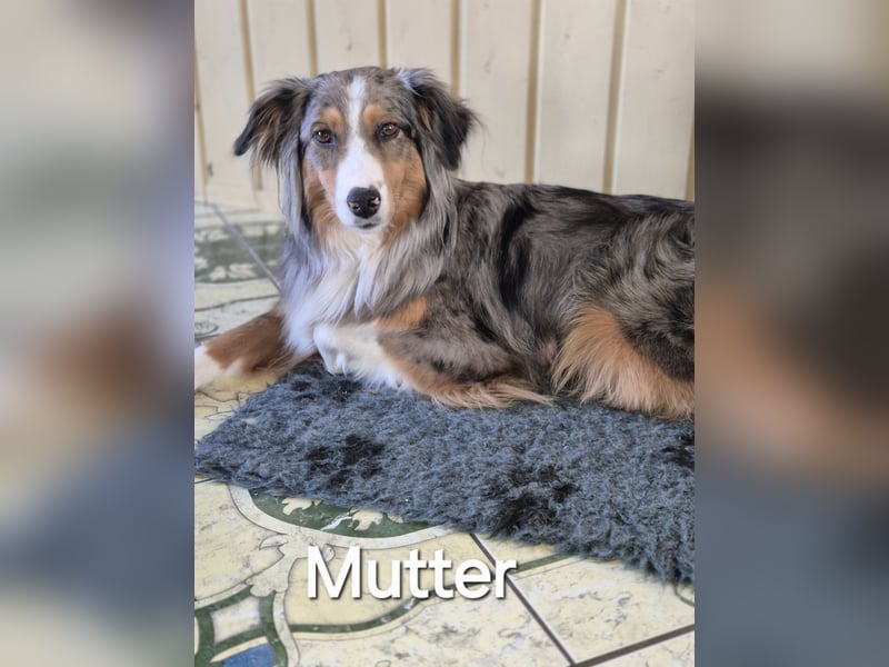 Australian Shepherd Welpen