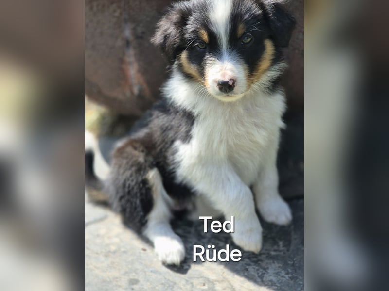 Australian Shepherd Welpen