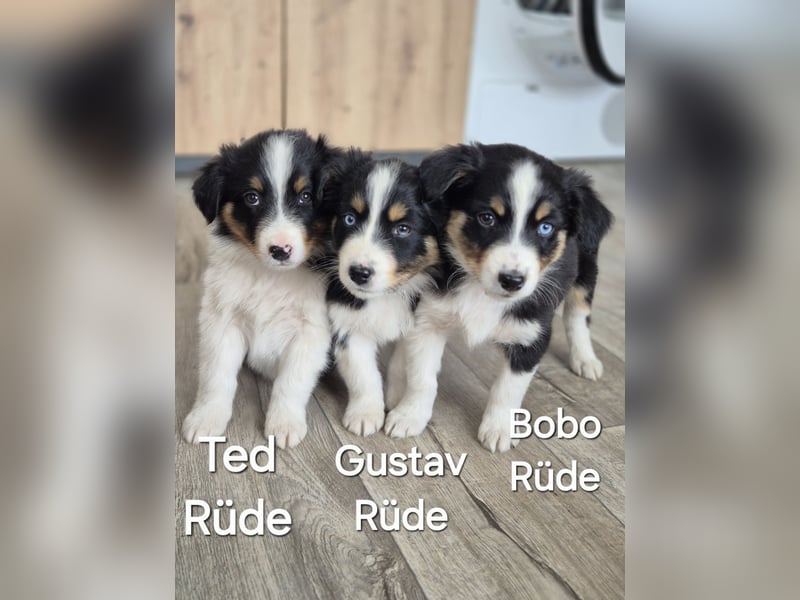 Australian Shepherd Welpen