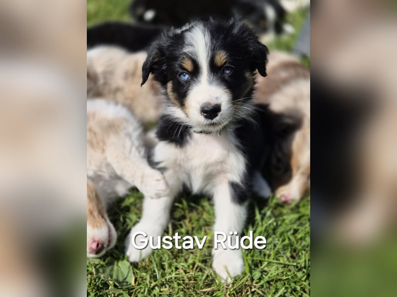 Australian Shepherd Welpen