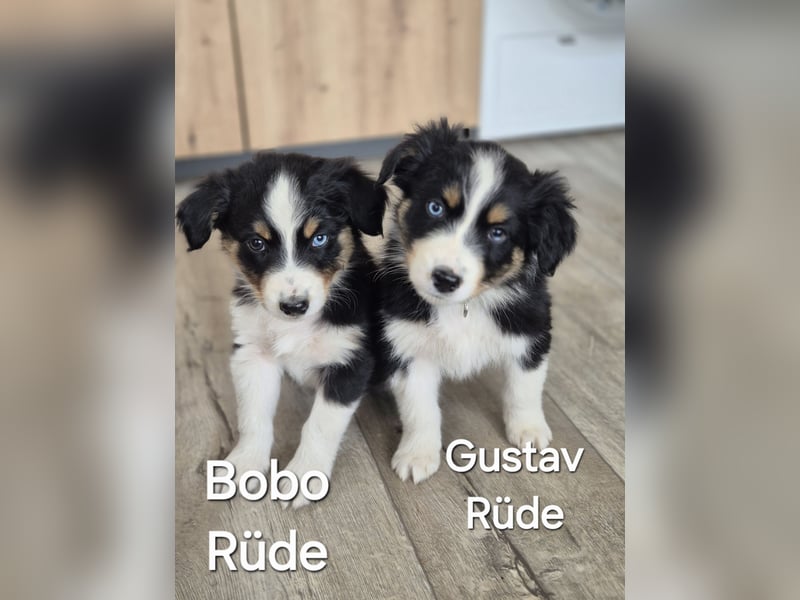 Australian Shepherd Welpen