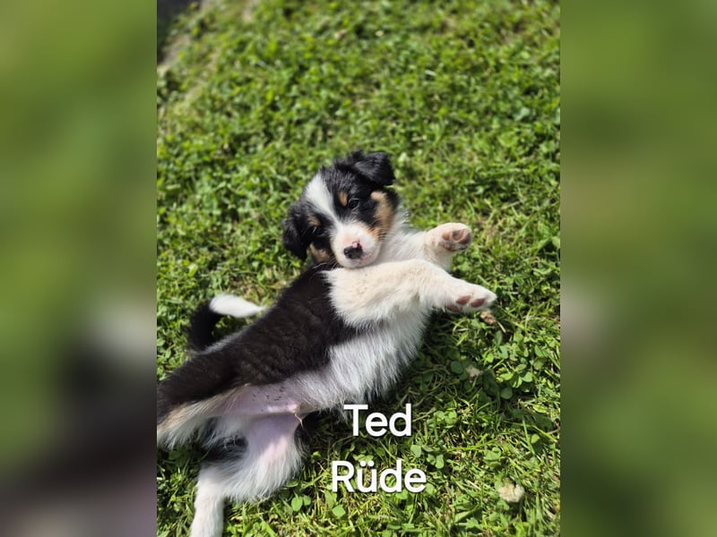 Australian Shepherd Welpen