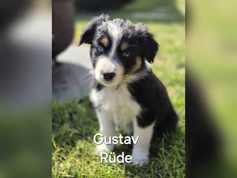 Australian Shepherd Welpen