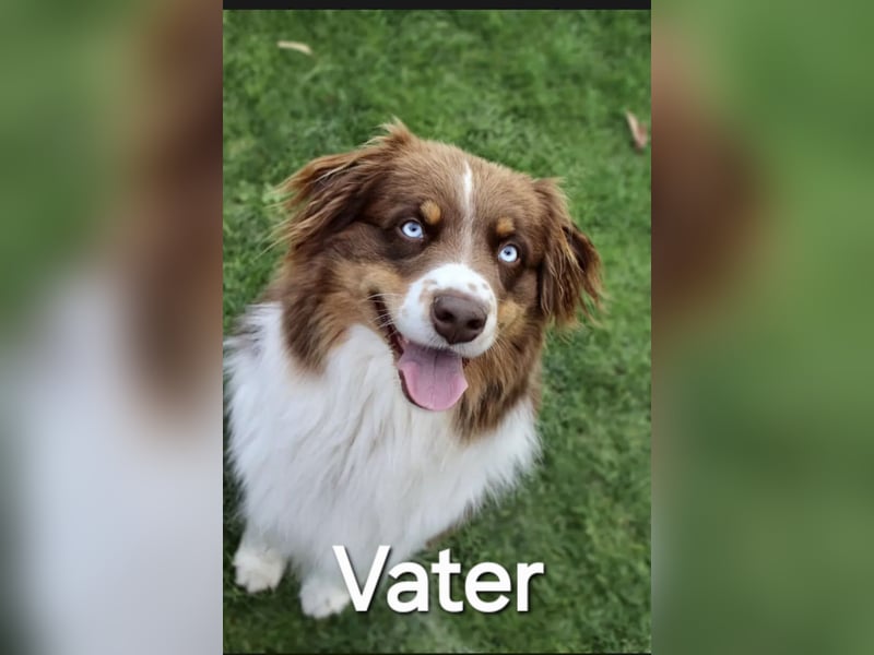 Australian Shepherd Welpen